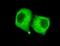 Pyruvate Dehydrogenase E1 Alpha 1 Subunit antibody, A01906-2, Boster Biological Technology, Immunohistochemistry frozen image 