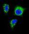 Neurotrophic Receptor Tyrosine Kinase 1 antibody, LS-C160219, Lifespan Biosciences, Immunofluorescence image 