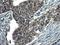 Centrosomal Protein 68 antibody, MA5-26307, Invitrogen Antibodies, Immunohistochemistry frozen image 