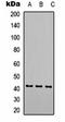 Actin Alpha 1, Skeletal Muscle antibody, orb323087, Biorbyt, Western Blot image 