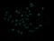 Mitogen-Activated Protein Kinase Kinase 1 antibody, LS-C787981, Lifespan Biosciences, Immunofluorescence image 