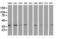 DnaJ Heat Shock Protein Family (Hsp40) Member B1 antibody, LS-C337203, Lifespan Biosciences, Western Blot image 