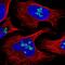 DExD-Box Helicase 21 antibody, PA5-57734, Invitrogen Antibodies, Immunofluorescence image 