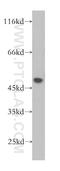 Phosphorylated Adaptor For RNA Export antibody, 16481-1-AP, Proteintech Group, Western Blot image 