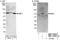 Insulin Like Growth Factor 2 MRNA Binding Protein 1 antibody, NBP1-79023, Novus Biologicals, Western Blot image 