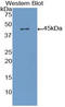 Pro-Platelet Basic Protein antibody, LS-C293003, Lifespan Biosciences, Western Blot image 