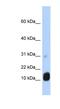  antibody, NBP1-54960, Novus Biologicals, Western Blot image 