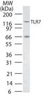 CD287 antibody, TA337080, Origene, Western Blot image 