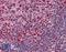 BCL6 Transcription Repressor antibody, LS-B4202, Lifespan Biosciences, Immunohistochemistry frozen image 