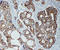 Tight Junction Protein 2 antibody, LS-C313092, Lifespan Biosciences, Immunohistochemistry frozen image 
