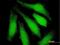 Ubiquitin Like Modifier Activating Enzyme 7 antibody, H00007318-B01P, Novus Biologicals, Immunofluorescence image 