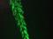 Actin Alpha 1, Skeletal Muscle antibody, NBP1-97725, Novus Biologicals, Immunofluorescence image 