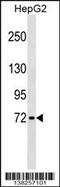 Guanylate Binding Protein 4 antibody, 59-560, ProSci, Western Blot image 