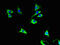 Cytochrome C Oxidase Subunit 6A1 antibody, LS-B10653, Lifespan Biosciences, Immunofluorescence image 