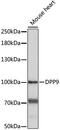 Dipeptidyl Peptidase 9 antibody, LS-C750517, Lifespan Biosciences, Western Blot image 