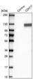 Cadherin-17 antibody, PA5-54843, Invitrogen Antibodies, Western Blot image 
