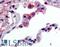 GPR43 antibody, LS-A6598, Lifespan Biosciences, Immunohistochemistry paraffin image 