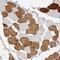 Troponin I1, Slow Skeletal Type antibody, NBP1-90923, Novus Biologicals, Immunohistochemistry frozen image 
