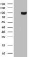 Glycoprotein Nmb antibody, LS-C791368, Lifespan Biosciences, Western Blot image 