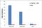 Interferon Regulatory Factor 9 antibody, 702322, Invitrogen Antibodies, Chromatin Immunoprecipitation image 