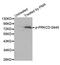 Protein Kinase C Delta antibody, LS-C335913, Lifespan Biosciences, Western Blot image 