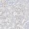 AP000322.53 antibody, HPA029085, Atlas Antibodies, Immunohistochemistry paraffin image 