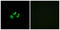 Sodium Voltage-Gated Channel Alpha Subunit 7 antibody, LS-C120400, Lifespan Biosciences, Immunofluorescence image 