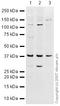 DNA Polymerase Beta antibody, ab26343, Abcam, Western Blot image 