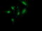 Monoglyceride Lipase antibody, LS-C786029, Lifespan Biosciences, Immunofluorescence image 