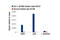 POU Class 2 Homeobox 1 antibody, 8157S, Cell Signaling Technology, Chromatin Immunoprecipitation image 