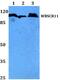 GTF2I Repeat Domain Containing 1 antibody, PA5-36221, Invitrogen Antibodies, Western Blot image 