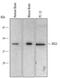 Autophagy Related 3 antibody, AF5450, R&D Systems, Western Blot image 
