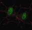 SMAD2 antibody, F50345-0.4ML, NSJ Bioreagents, Immunofluorescence image 