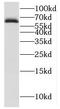 Immunity Related GTPase Q antibody, FNab04399, FineTest, Western Blot image 