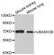 Ubiquitin Associated And SH3 Domain Containing B antibody, MBS129587, MyBioSource, Western Blot image 