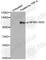 Nuclear Factor Kappa B Subunit 1 antibody, AP0417, ABclonal Technology, Western Blot image 