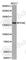Eukaryotic Translation Initiation Factor 2 Alpha Kinase 3 antibody, A0930, ABclonal Technology, Western Blot image 