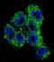 Transient Receptor Potential Cation Channel Subfamily M Member 8 antibody, LS-C160235, Lifespan Biosciences, Immunofluorescence image 