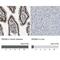 Cell cycle checkpoint control protein RAD9A antibody, NBP1-87163, Novus Biologicals, Immunohistochemistry paraffin image 