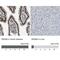 RAD9 Checkpoint Clamp Component A antibody, NBP1-87163, Novus Biologicals, Immunohistochemistry paraffin image 