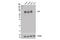 Lipolysis Stimulated Lipoprotein Receptor antibody, 14804T, Cell Signaling Technology, Western Blot image 