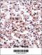 RCAN Family Member 3 antibody, 57-705, ProSci, Immunohistochemistry paraffin image 