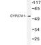 Cytochrome P450 Family 27 Subfamily A Member 1 antibody, LS-C176853, Lifespan Biosciences, Western Blot image 