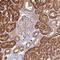 Histidine Ammonia-Lyase antibody, HPA038548, Atlas Antibodies, Immunohistochemistry frozen image 