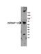 WRN Helicase Interacting Protein 1 antibody, 28-498, ProSci, Western Blot image 