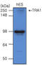 Heat Shock Protein 90 Beta Family Member 1 antibody, AM09037PU-S, Origene, Western Blot image 