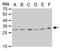 ETHE1 Persulfide Dioxygenase antibody, NBP2-43632, Novus Biologicals, Western Blot image 