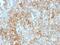 Basigin (Ok Blood Group) antibody, NBP2-44535, Novus Biologicals, Immunohistochemistry paraffin image 