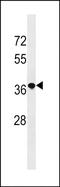 RRN3-like protein 1 antibody, PA5-49165, Invitrogen Antibodies, Western Blot image 