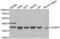 Insulin Like Growth Factor Binding Protein 7 antibody, abx002169, Abbexa, Western Blot image 